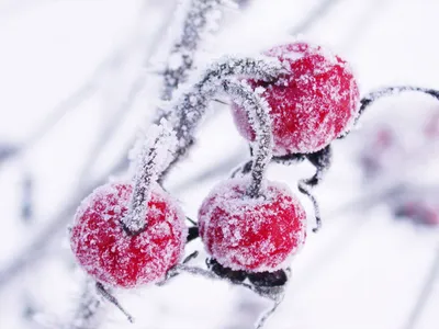 Шикарная зимняя природа для заставки…» — создано в Шедевруме