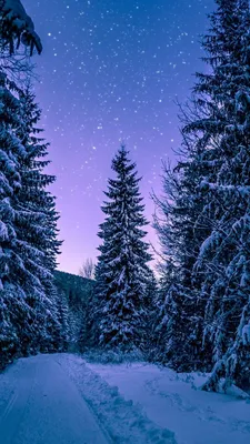 5 советов, как делать красивые зимние фотографии на iPhone - Лайфхакер