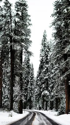 Красивые зимние обои на телефон, вертикальные новинки (32 картинки)