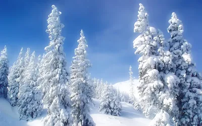 Зима - In winter - обои живые