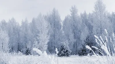 Зимние фото_обои на рабочий стол