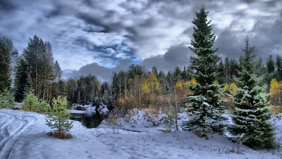 Скачать обои деревья, снег, природа, зима, фото разрешение 1280x1024 #14918