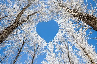 Вертикальные обои на айфон красивые зимние (52 картинки) | ФОТО ПРИРОДЫ |  Постила