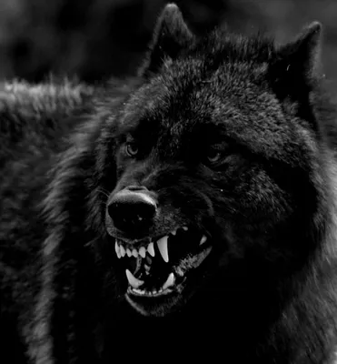 Злой волк - 78 фото