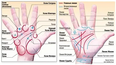 Особые знаки на ладонях. А какие есть у вас? Давайте проверим | Лисичка |  Дзен